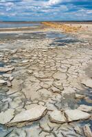 A dried and cracked layer of dead crustaceans Artemia salina and their yellow eggs on the bank photo