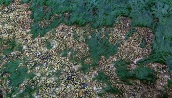 Mollusks Mytilus galloprovincialis and different types of green and red algae on rocks during a strong low tide photo