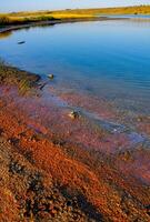 Artemia salina crustaceans and pink unicellular algae washed up by waves on the shore photo
