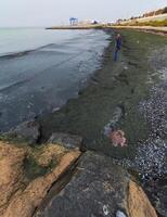Accumulation of rotting green algae Cladophora sp. in storm emissions on the seashore photo