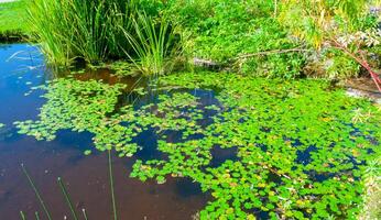 Green floating leaves of aquatic plants in an artificial lake in a landscape design in a city park photo