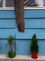 BULGARIA, VARNA - JUNE 06, 2013 - a tree grows from the wall of the restaurant, the interior of the institution on the seashore in Varna photo