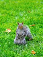Gray Squirrel Sciurus carolinensis On green grass in the park, Manhattan photo
