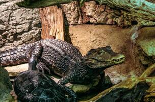 A small alligator and a turtle in an enclosure at an aquarium photo
