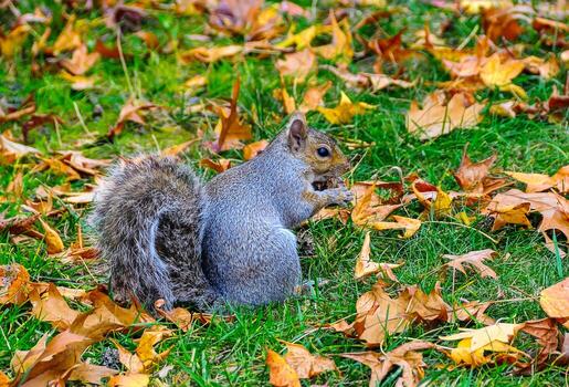 gris ardilla sciurus carolinensis roedor ardilla mirando para comida en caído hojas foto