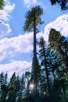 Giant pine tree against the sky in a forest of giant sequoias in Sequoia National Park, California photo
