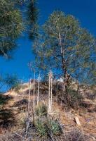 Yuccas with dry peduncles and pine trees on a mountain near Sequoia National Park, California photo