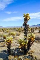 Teddy bear cholla Cylindropuntia bigelovii. Cholla Cactus Garden at Joshua Tree National Park. California photo
