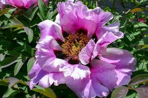 Close-up, flowers of a tree peony with yellow stamens photo