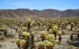 Teddy bear cholla Cylindropuntia bigelovii. Cholla Cactus Garden at Joshua Tree National Park. California photo