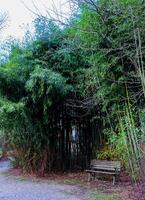 A wooden bench in the shade of a bamboo grove in a garden in New Jersey photo