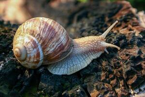 Grape snail Helix pomatia, a gastropod crawls up a tree trunk photo
