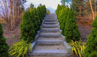 Landscaping, conifers in the interior garden in New Jersey photo