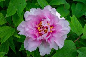 Close-up, flowers of a tree peony with yellow stamens photo