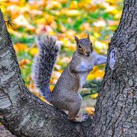 Gray Squirrel Sciurus carolinensis On a tree in the park, Manhattan photo