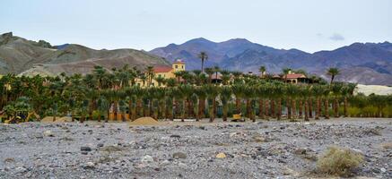 Home of wealthy Americans in a desert oasis of palm trees, California photo