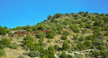 Hills in the foothills overgrown with coniferous forest in winter in Arizona photo