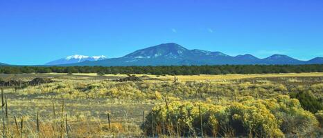 Dry prairie with yellow grass, lonely coniferous trees and mountains in the background during winter in Arizona photo