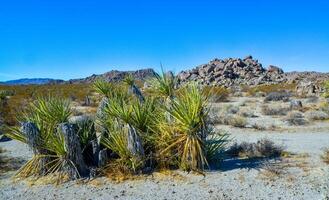 Rock desert landscape in California, yucca, cacti and desert plants in the foreground. photo