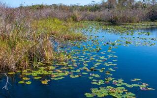 Aquatic and swamp vegetation on the shore and in the water of a freshwater lake in Okefenoke National Park, Florida photo