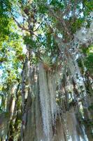 Spanish moss Tillandsia usneoides is an epiphytic flowering plant, is a flowering plant that grows upon larger trees photo