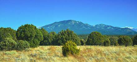 Dry prairie with yellow grass, lonely coniferous trees and mountains in the background during winter in Arizona photo