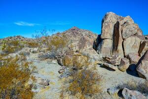 Stone desert and various desert plants in an arid area in Joshua Tree National Park photo