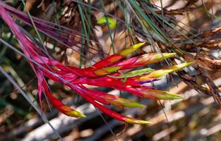 Green anole -Anolis verde- on a red flower Tillandsia fasciculata, Florida photo