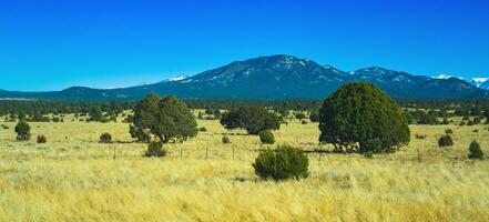 Dry prairie with yellow grass, lonely coniferous trees and mountains in the background during winter in Arizona photo