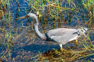 Blue Heron Egretta caerulea in a central Florida pond. Florida photo