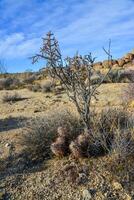 Landscape of a stone desert, Group of cacti among stones -Echinocereus engelmanii, Joshua Tree National Park photo