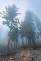 Mountain pass - view from the top of the mountain, coniferous trees in clouds on the slopes of the Sierra Nevada mountains, California, USA photo