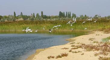 The coastline of the Coastal Lake with unique fauna and flora in the northwestern part of the Black Sea photo