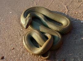The dice snake Natrix tessellata, a water snake basks in the sun on the sandy shore of a lake photo