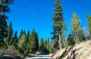 Giant pine tree against the sky in a forest of giant sequoias in Sequoia National Park, California photo