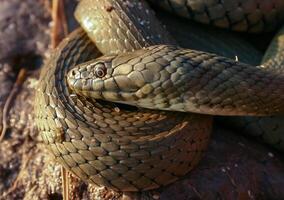 The dice snake Natrix tessellata, a water snake basks in the sun on the sandy shore of a lake photo