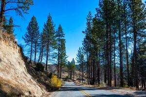 Giant pine tree against the sky in a forest of giant sequoias in Sequoia National Park, California photo