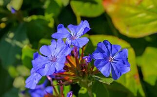 -Ceratostigma plumbaginoides, Plumbaginaceae- blue flowers plants on a green background in the garden photo