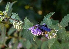 The large Scolia wasp collects nectar on the inflorescence of a flower photo