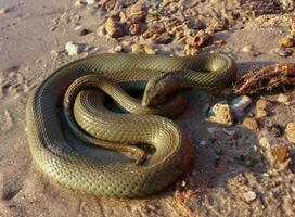 The dice snake Natrix tessellata, a water snake basks in the sun on the sandy shore of a lake photo