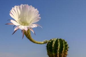 Echinopsis sp. - cactus blooming with a pink and white flower against a blue sky photo
