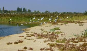 The coastline of the Coastal Lake with unique fauna and flora in the northwestern part of the Black Sea photo