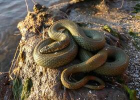 The dice snake Natrix tessellata, a water snake basks in the sun on the sandy shore of a lake photo