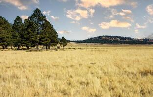 Golden meadow with ponderosa pine trees and snow capped humphreys peak in flagstaff arizona photo