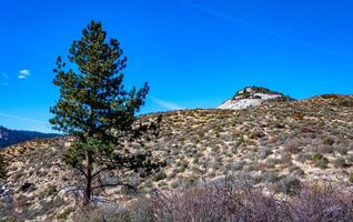 Conifers and other drought-resistant plants grow on the clay and stone rocks of the mountain at the pass in the Sierra Nevada Mountains, California, USA photo