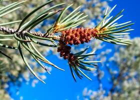 Pine branch with male cones against a background of blue sky in the Sierra Nevada mountains, USA photo