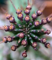 Succulent with succulent stem storing water, stem apex -Euphorbia sp.- photo