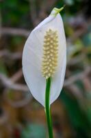 -Spathiphyllum cochlearispathum, Araceae- white waxy flower with yellow stamens and pistils photo