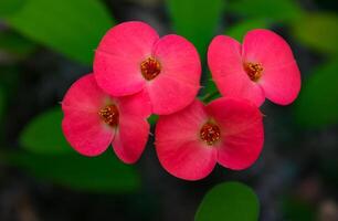 A flowering plant in the spurge family Euphorbiaciae. Euphorbia milii -also known as the crown of thorns, Christ plant- photo