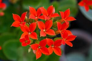 Red succulent flowers with succulent leaves -Kalanchoe sp., Crassulaceae- photo